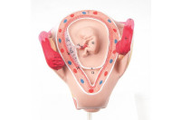 3b scientific anatomisch model uterus met embryo 2e maand l10/2