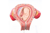 3b scientific anatomisch model uterus met foetus 3e maand l10/3