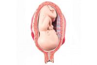 3b scientific anatomisch model uterus met foetus 7e maand l10/8
